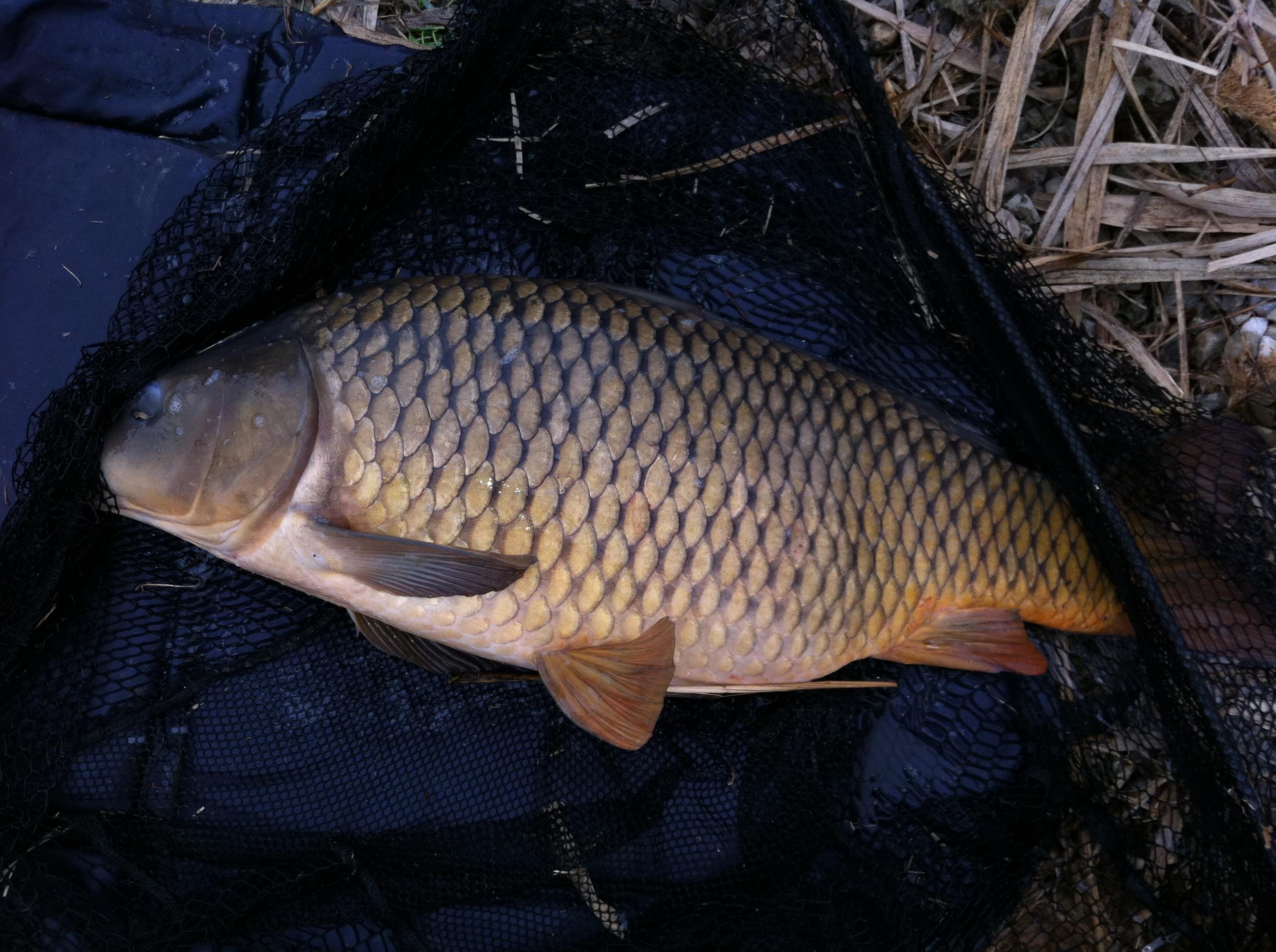 Tancabesti 2012 - aprilie 2012 023.JPG